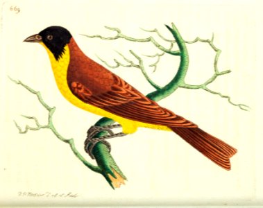 v16 669 Black-Crowned Tanager