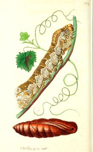 v16 667 Wild Vine Sphinx
