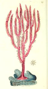 v16 671 Purple Gorgonia