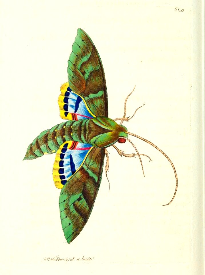 v16 668 Wild Vine Sphinx