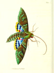 v16 668 Wild Vine Sphinx