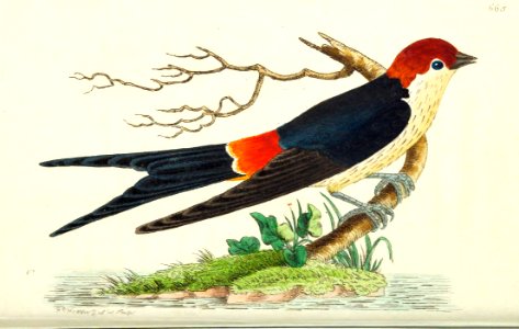 v16 665 Cape Swallow