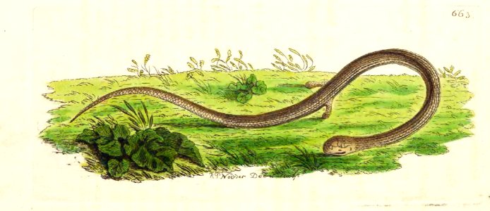 v16 663 Scaly-Footed Lizard