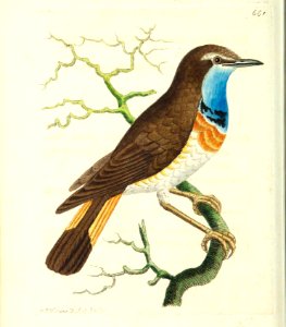 v16 661 Sweden Red Breast