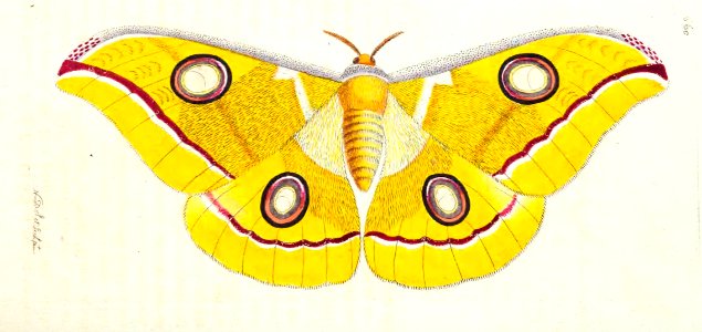 v16 660 Paphia