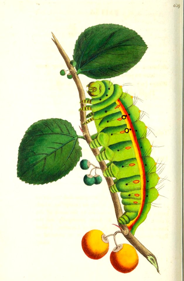 v16 659 Paphia