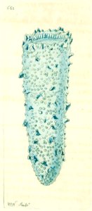v16 662 Phosphoric Pyrosoma