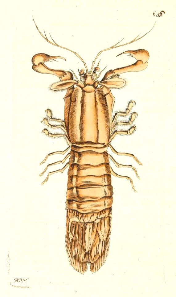 v16 655 Oval-Tailed Crab