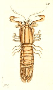 v16 655 Oval-Tailed Crab