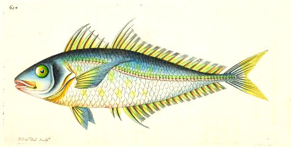v16 654 Plumerian Mackrel