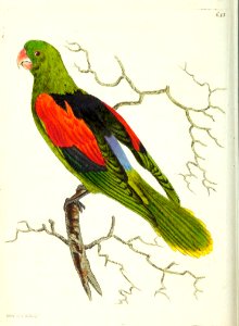 v16 653 Black-backed Parakeet