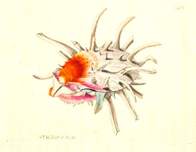 v16 651 Subauriculated Spondylus