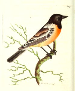 v16 649 Russian Warbler