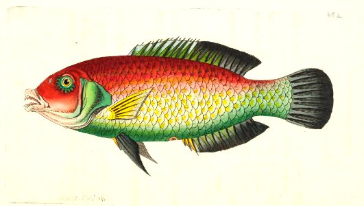 v16 652 Black-finned Sparus