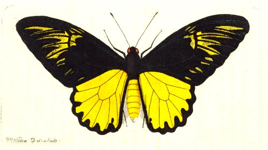 v16 650 Amphrysius