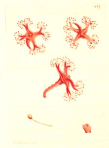 v16 647 Red Lucernia