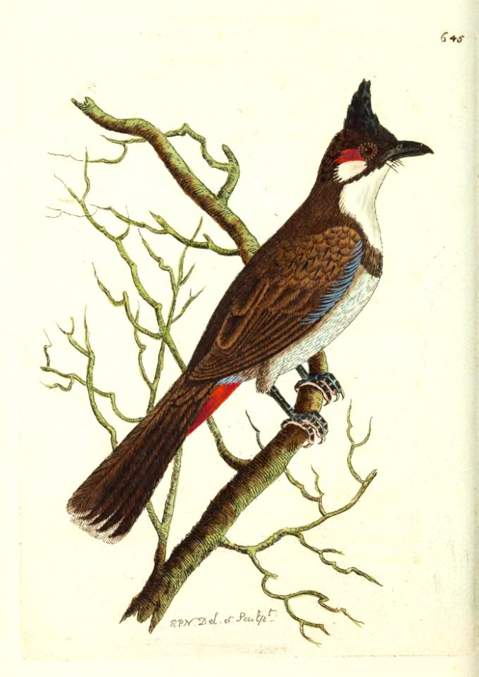 v16 645 Red-vented Shrike