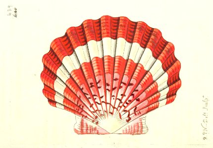 v16 639 Jacobiean Scallop
