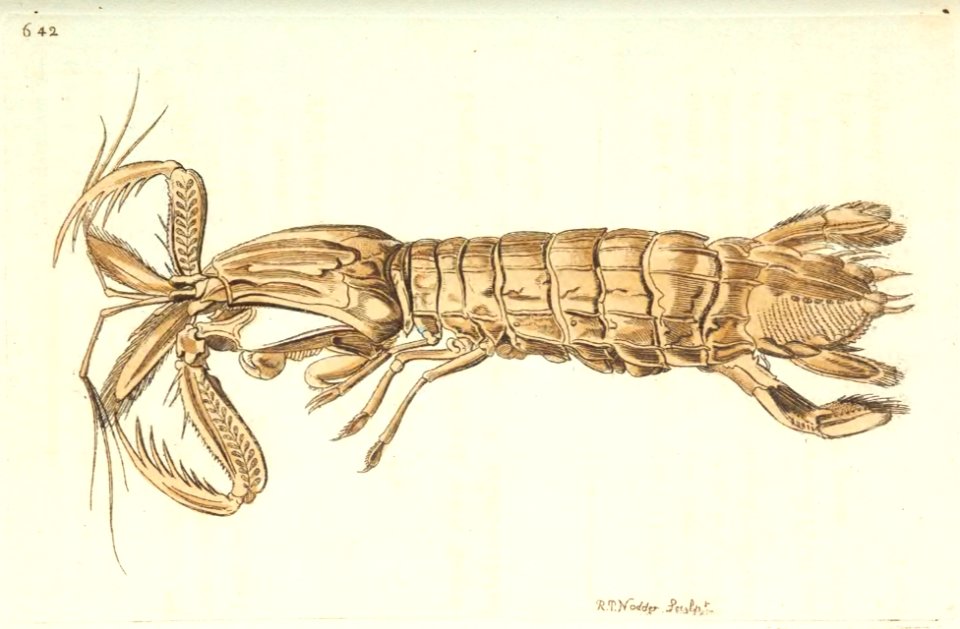 v16 642 Long-Bodied Crab