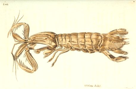 v16 642 Long-Bodied Crab