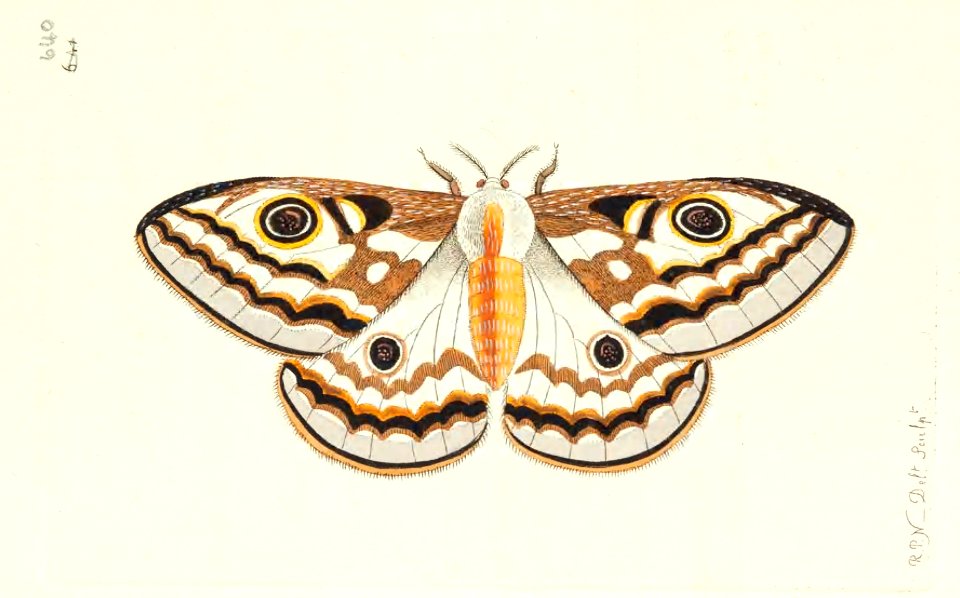 v16 640 Apollonia