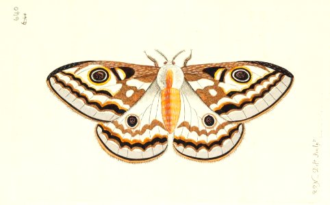 v16 640 Apollonia