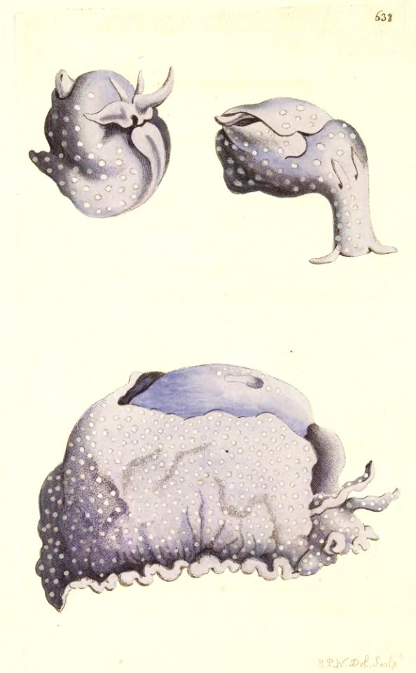 v16 638 Specked Aplysia