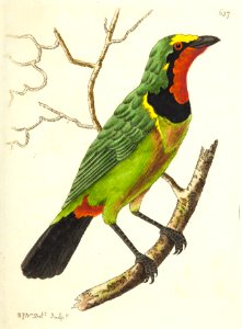 v16 637 Red Throated Butcher Bird