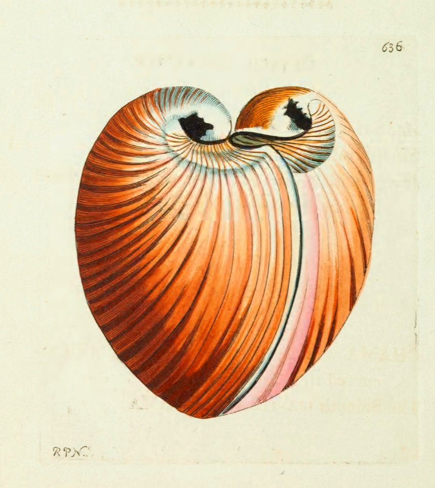 v15 635 Heart Chama