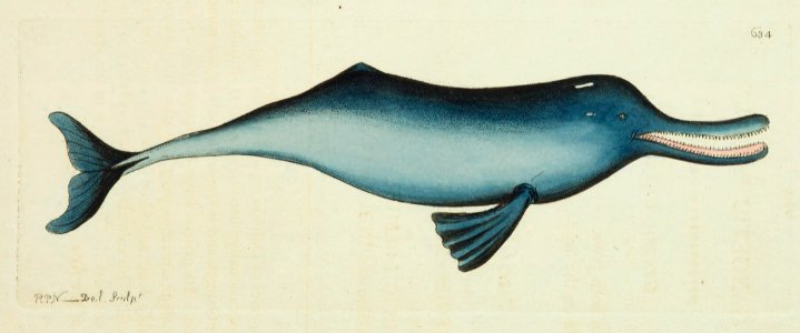 v15 634 Gangetic Dolphin