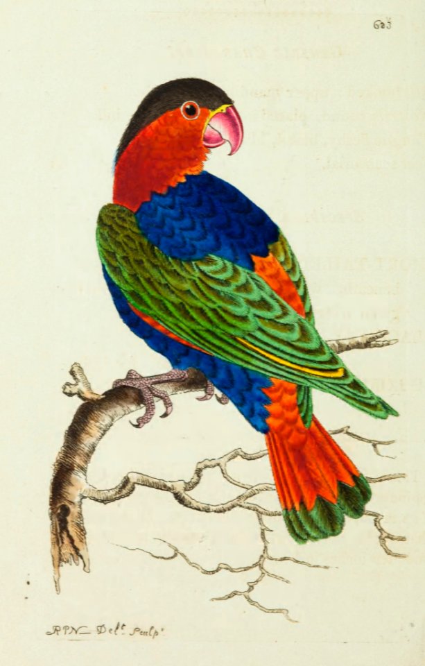 v15 633 Philippine Lory