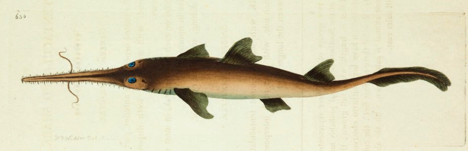 v15 630 Tentaculated Shark