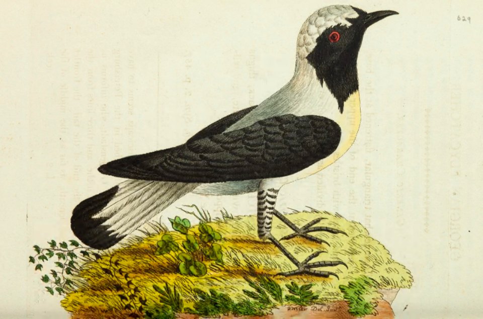 v15 629 Georgian Flycatcher