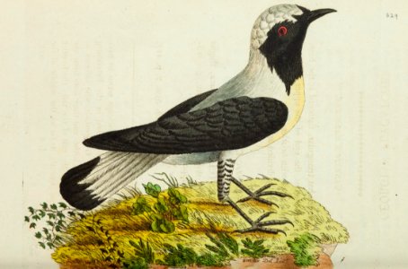 v15 629 Georgian Flycatcher