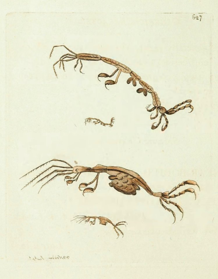v15 628 Linear Crab
