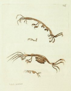 v15 628 Linear Crab