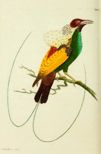 v15 625 Magnificent Bird of Paradise