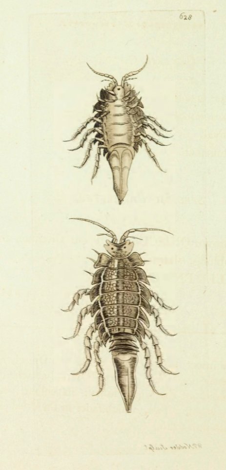 v15 627 Sharp-Tailed Oniscus