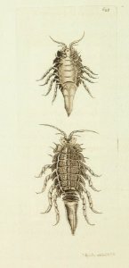v15 627 Sharp-Tailed Oniscus