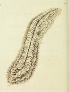 v15 623 Oblong Mandrepore