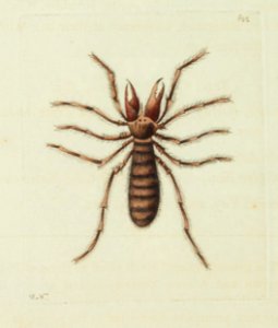 v15 622 Poisonous Solpuga