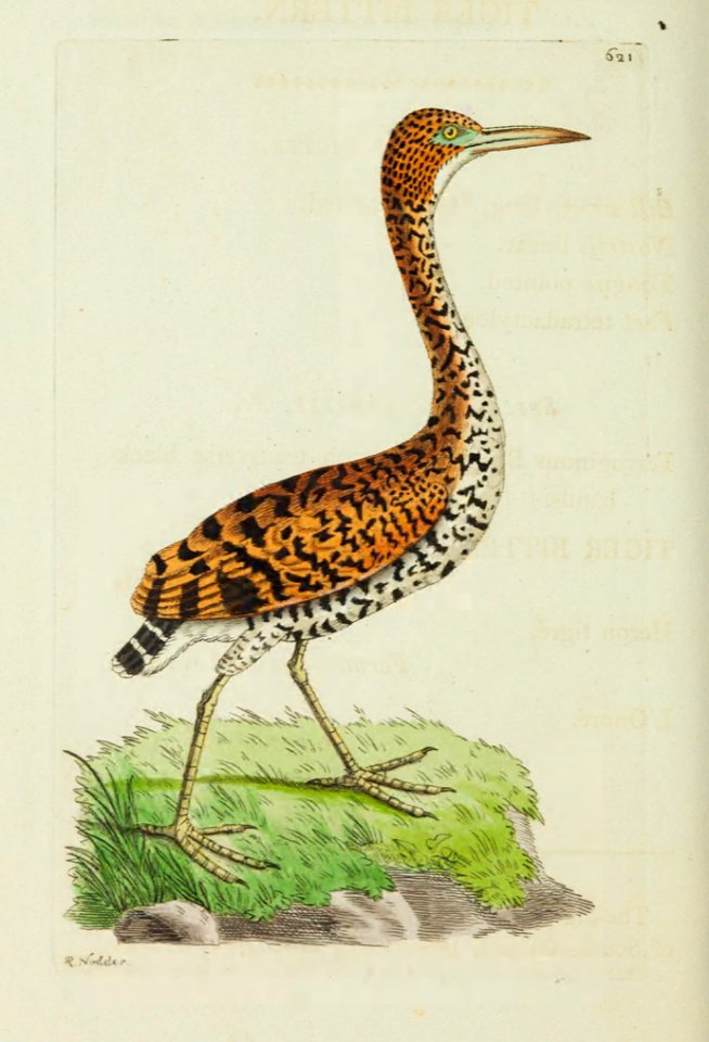 v15 621 Tiger Bittern
