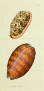 v15 619 Argus Cowry