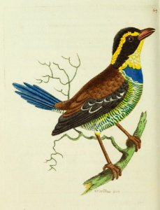 v15 617 Blue-Tailed Thrush