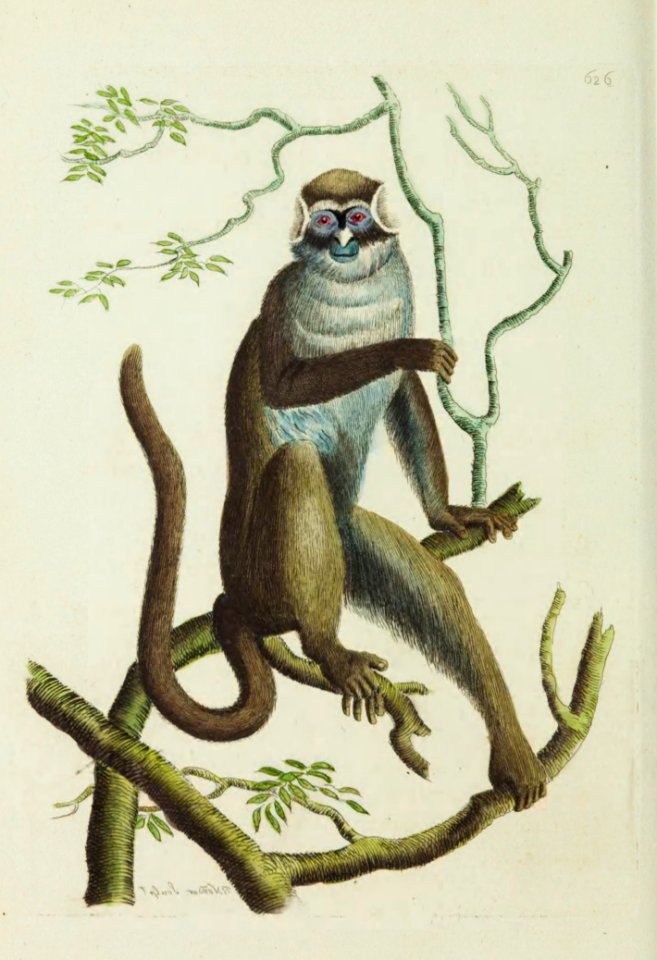 v15 626 Ascanius Monkey