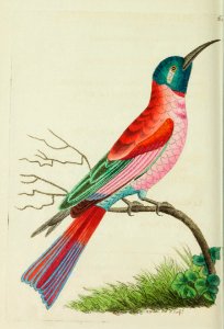 v15 613 Blue-Headed Bee Eater