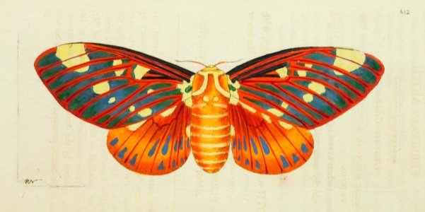 v15 612 Persimon Moth