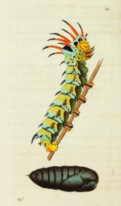 v15 611 Persmon Moth