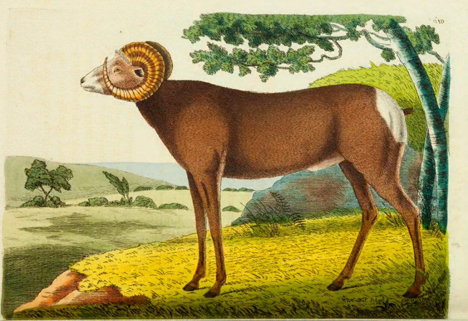 v15 610 Canadian Sheep