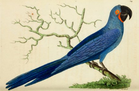 v15 609 Hyacinth Macaw